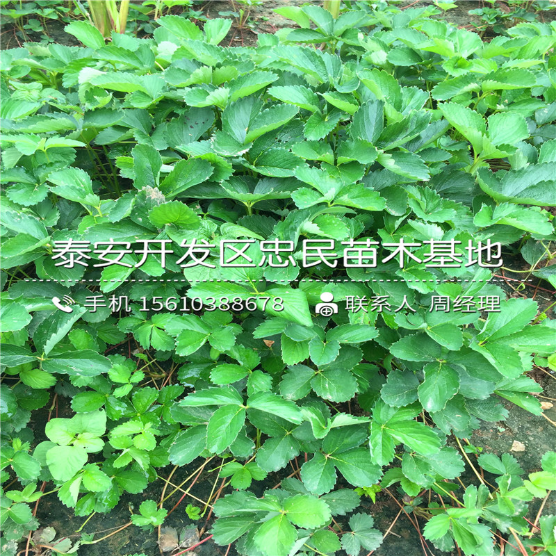 山东京承香草莓苗京承香草莓苗批发出售