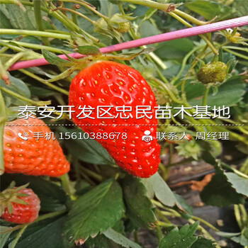 塞娃草莓苗种植基地塞娃草莓苗出售