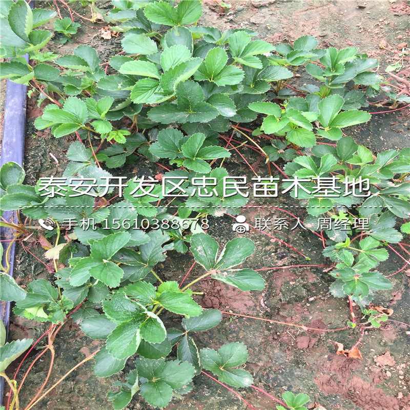 红脸颊草莓苗一棵多少钱红脸颊草莓苗批发基地