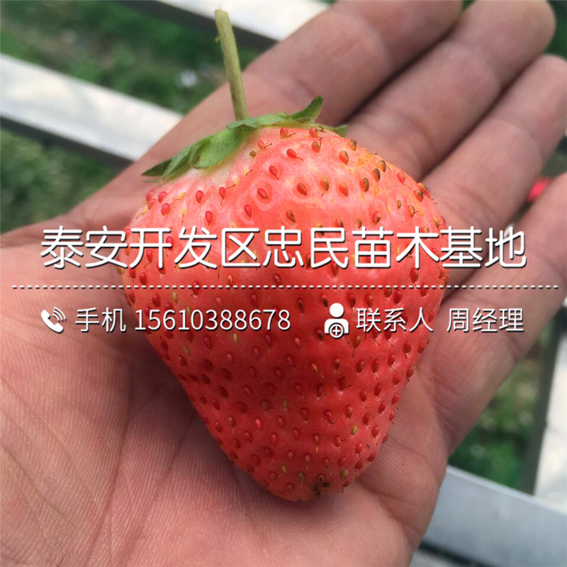新品种一号草莓苗一号草莓苗批发出售
