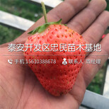 艾沙草莓苗一棵多少钱艾沙草莓苗出售价格图片5