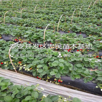 九香草莓苗出售價錢
