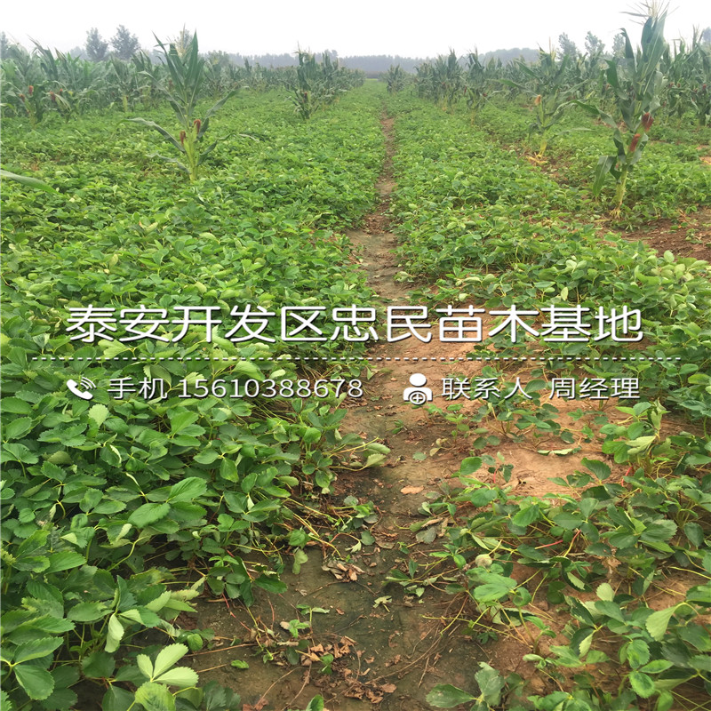 咖啡草莓苗产地在哪里咖啡草莓苗哪里有卖