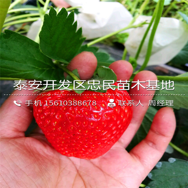 出售贵草莓苗贵草莓苗出售基地