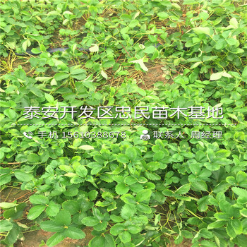 新品種坎東噶草莓苗坎東噶草莓苗供應(yīng)商