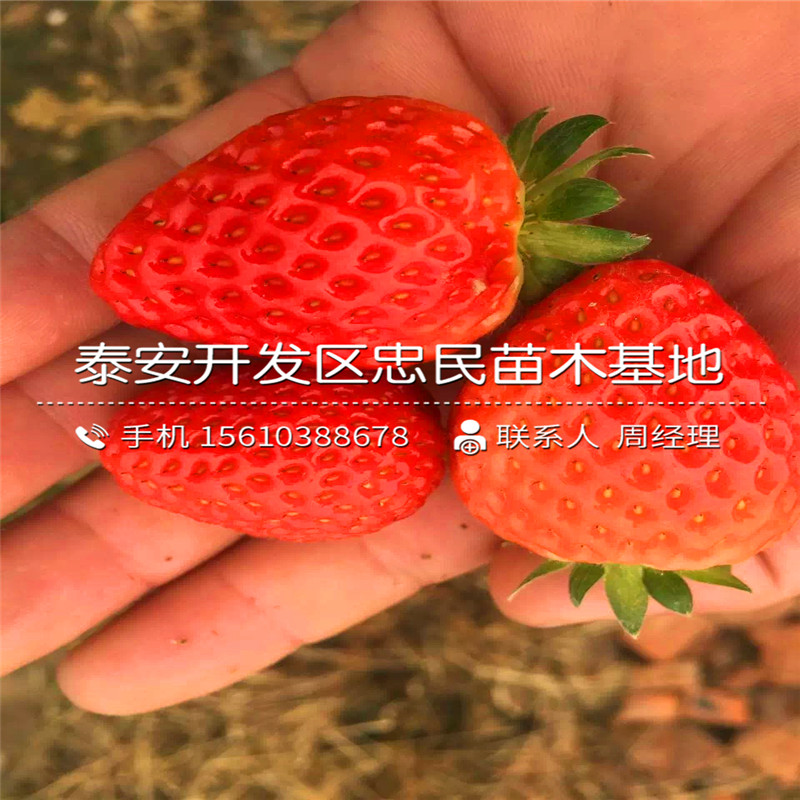 2018年公主草莓苗公主草莓苗出售批发