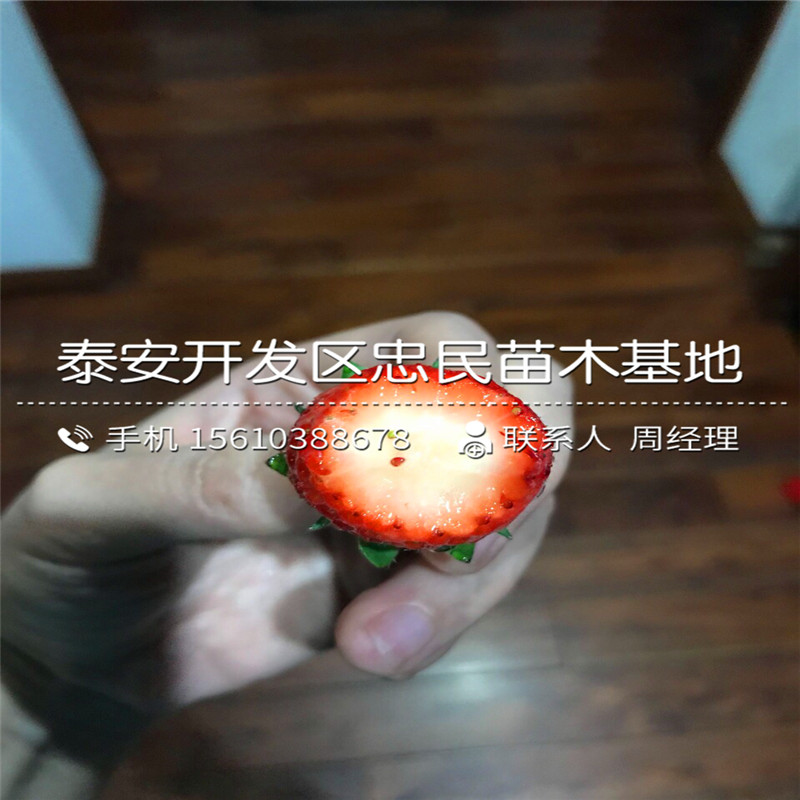 2018年贵草莓苗贵草莓苗价格