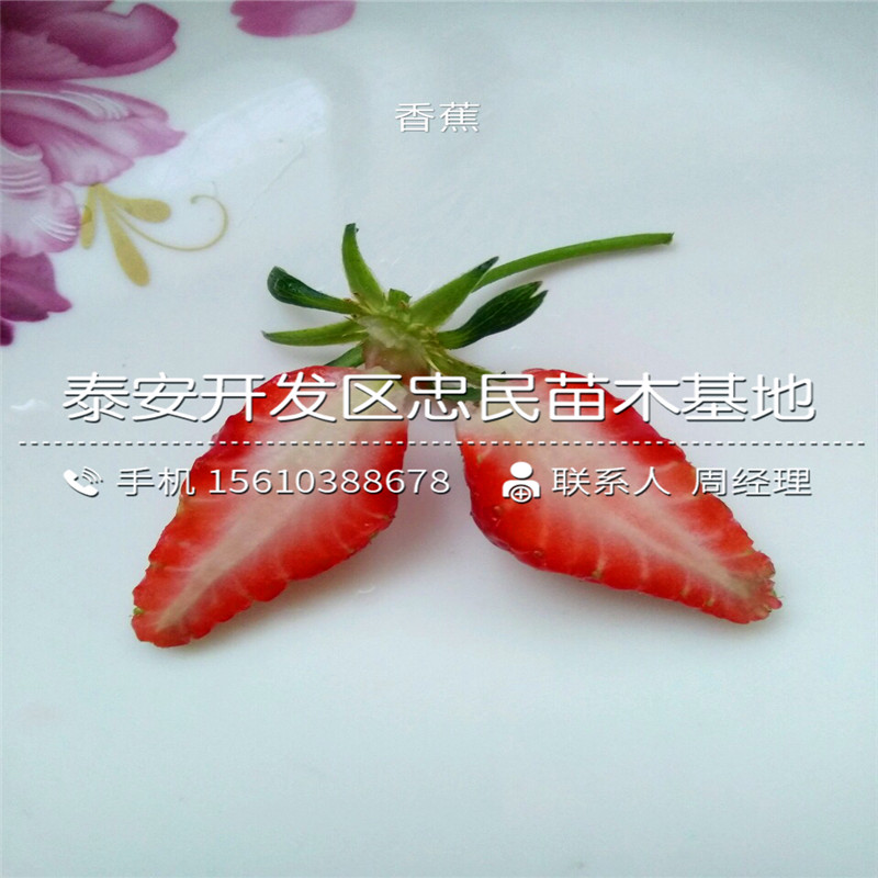 越心草莓苗批发多少钱越心草莓苗品种介绍