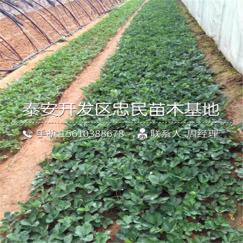 明宝草莓苗山东明宝草莓苗一亩地产多少斤