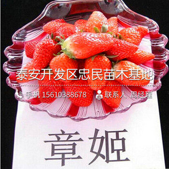 白雪公主草莓苗出售基地白雪公主草莓苗管理技术