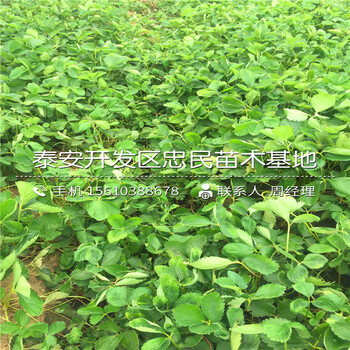 哪里有賽娃草莓苗賽娃草莓苗批發(fā)價(jià)格是多少