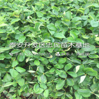我想買達娜草莓苗達娜草莓苗批發(fā)什么價格
