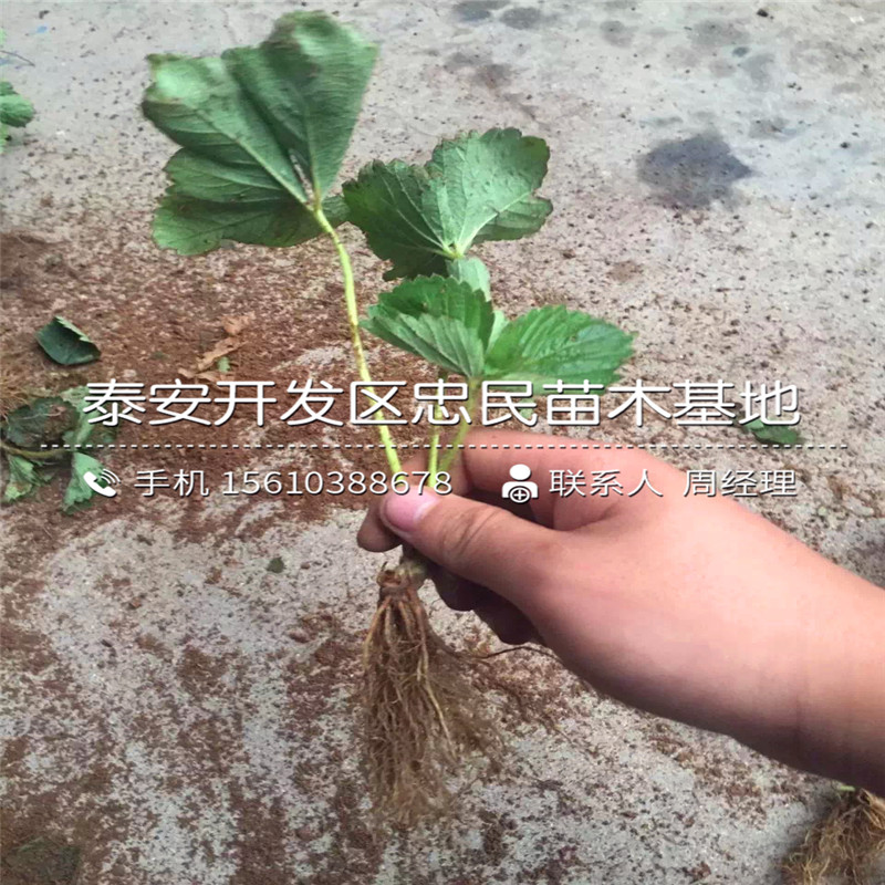 我想买奶油草莓苗奶油草莓苗出售供应