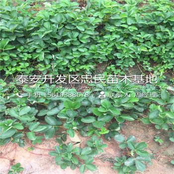 批發(fā)佐賀清香草莓苗佐賀清香草莓苗出售多少錢