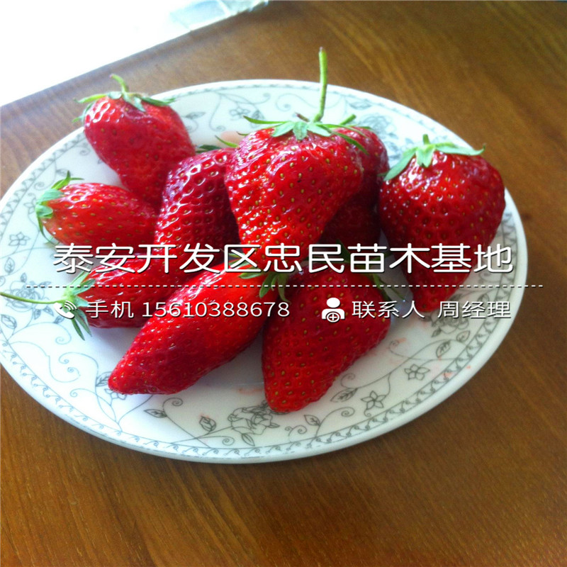 批发甜宝草莓苗甜宝草莓苗出售供应