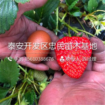 豐香草莓苗簡介豐香草莓苗報價