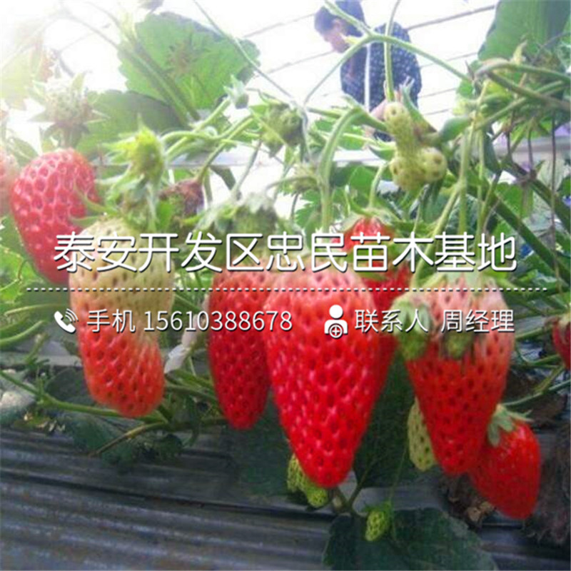 山东粉红公主草莓苗粉红公主草莓苗出售供应