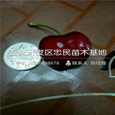 吉塞拉12號(hào)砧木出售價(jià)位、吉塞拉12號(hào)砧木多少錢(qián)一株
