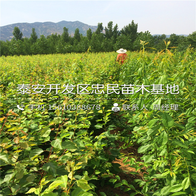嫁接杏樹(shù)苗出售單價(jià)、嫁接杏樹(shù)苗多少錢(qián)一株