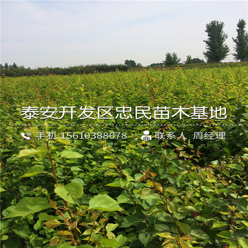 兩年生杏樹苗出售價錢、兩年生杏樹苗行情