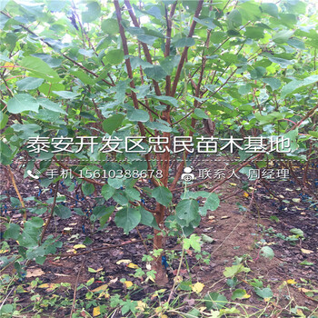 早熟杏樹苗怎么種、早熟杏樹苗價(jià)格多少