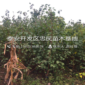 山楂苗批發(fā)什么價(jià)格、山楂苗批發(fā)基地
