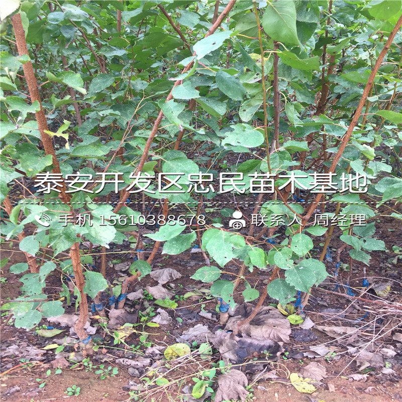 油杏樹苗一棵多少錢、油杏樹苗出售價格是多少