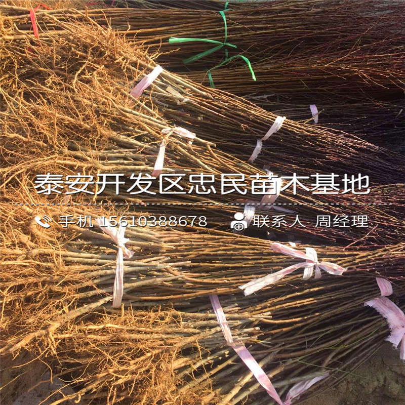 油杏樹苗一棵多少錢、油杏樹苗出售價格是多少