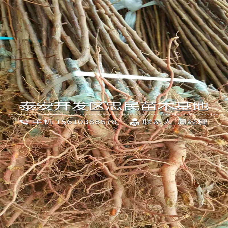 金太陽(yáng)杏樹(shù)苗附近哪里有、金太陽(yáng)杏樹(shù)苗批發(fā)價(jià)格多少