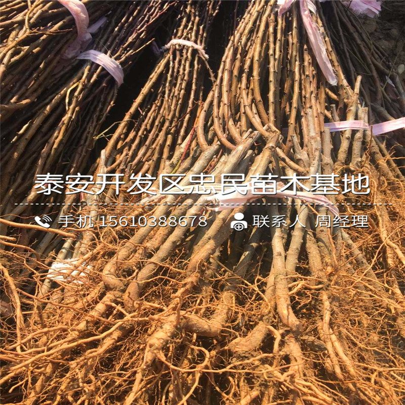 1公分杏樹苗出售單價(jià)、1公分杏樹苗品種介紹