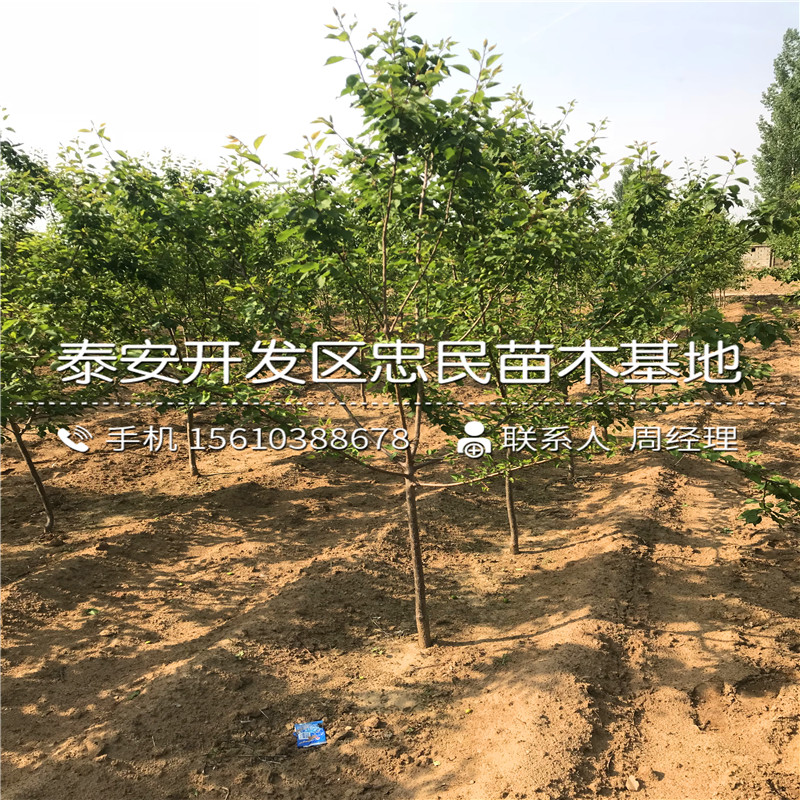 珍珠油杏樹苗批發(fā)、珍珠油杏樹苗出售基地