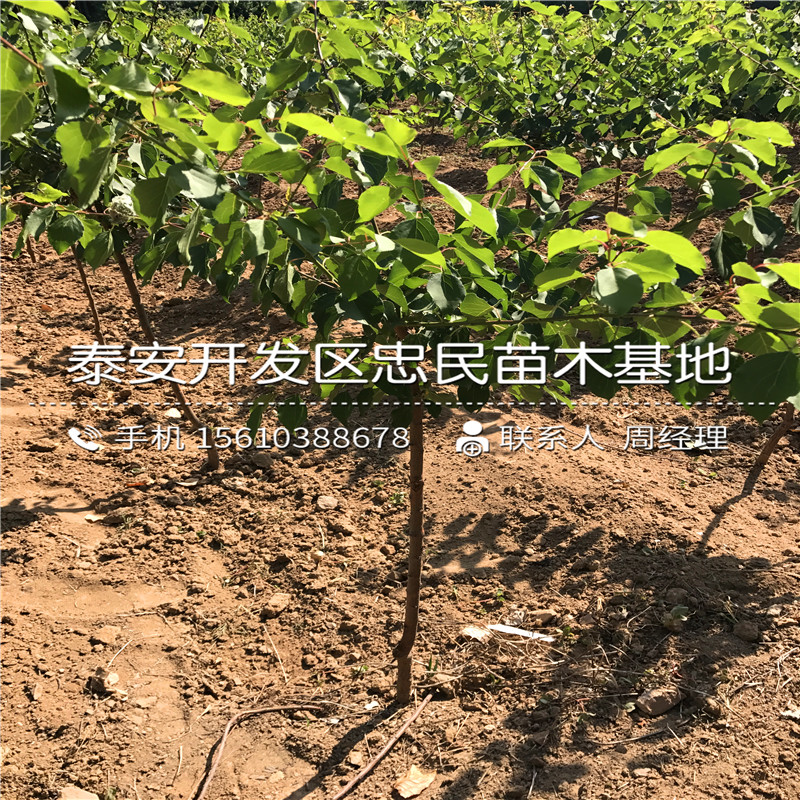 金太陽(yáng)杏樹(shù)苗哪里供應(yīng)、金太陽(yáng)杏樹(shù)苗哪里出售