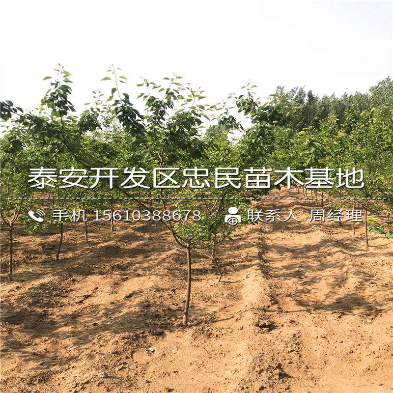 一年生杏樹苗出售多少錢、一年生杏樹苗批發(fā)價錢
