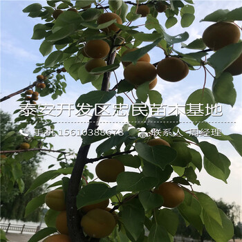 无花果小苗批发多少钱、无花果小苗批发出售