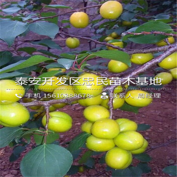 5公分杏樹苗哪里供應(yīng)、5公分杏樹苗價格多少
