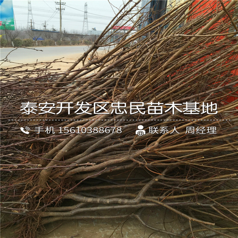金太陽(yáng)杏樹(shù)苗附近哪里有、金太陽(yáng)杏樹(shù)苗批發(fā)價(jià)格多少
