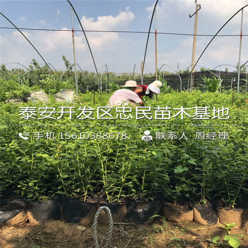 早藍(lán)藍(lán)莓苗哪里價(jià)格便宜、早藍(lán)藍(lán)莓苗供應(yīng)商