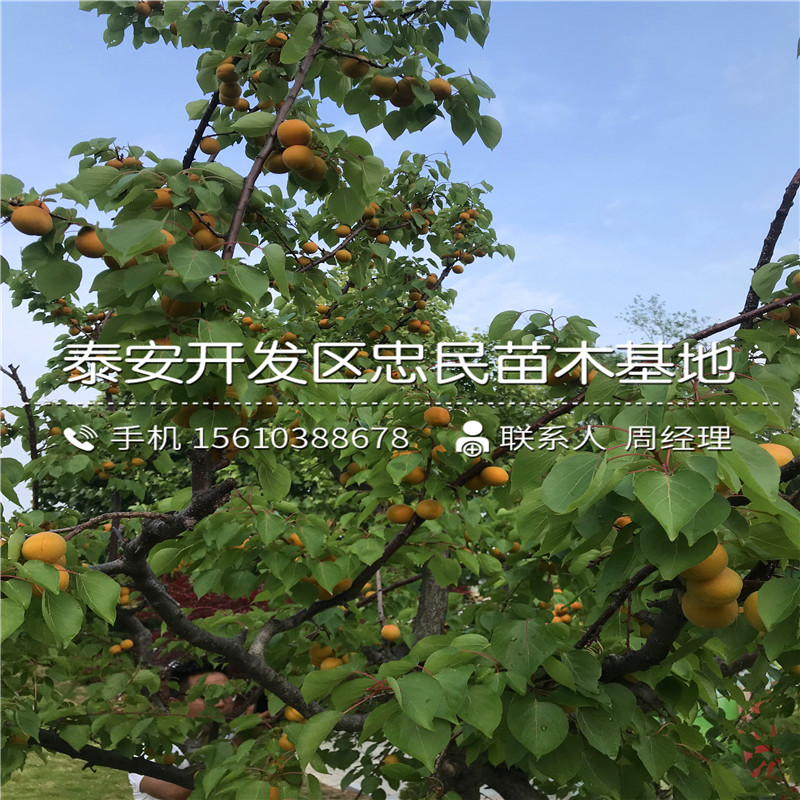 梨苗簡介、梨苗多少錢