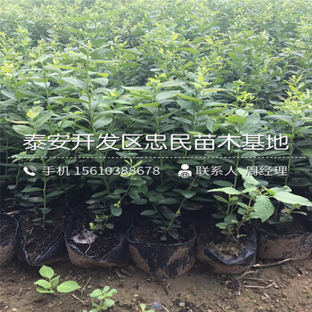 萊格西藍莓苗怎么種、萊格西藍莓苗批發(fā)基地