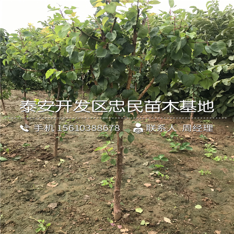 晚熟杏樹(shù)苗批發(fā)廠家、晚熟杏樹(shù)苗什么品種好