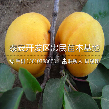 4公分杏樹苗種植技術(shù)、4公分杏樹苗多少錢一株