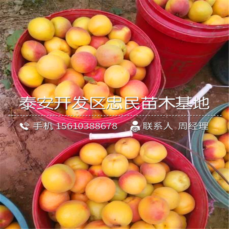 一年生杏樹苗怎么種、一年生杏樹苗價(jià)格