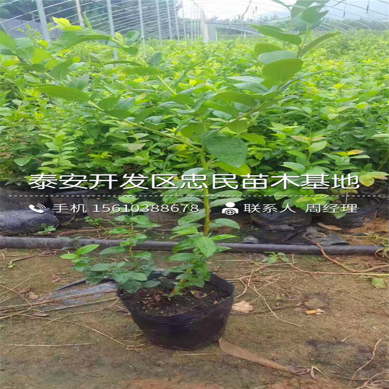 半高丛蓝莓苗一棵多少钱、半高丛蓝莓苗新品种