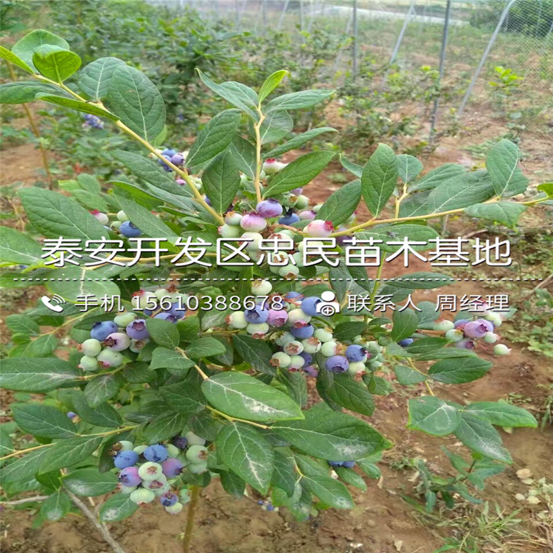 一年生藍(lán)莓苗出售批發(fā)、一年生藍(lán)莓苗行情
