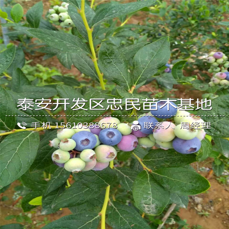 晚藍(lán)藍(lán)莓苗哪里批發(fā)、晚藍(lán)藍(lán)莓苗廠家