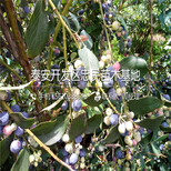 夏普蓝蓝莓苗出售供应、夏普蓝蓝莓苗出售图片1