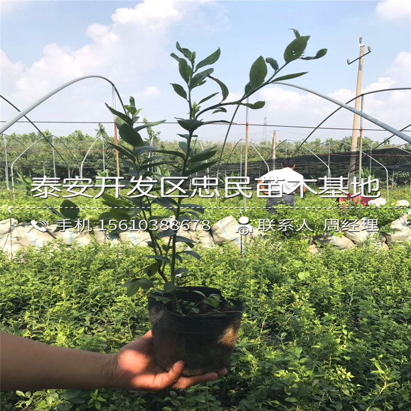 早藍(lán)藍(lán)莓苗批發(fā)多少錢、早藍(lán)藍(lán)莓苗一株多少錢