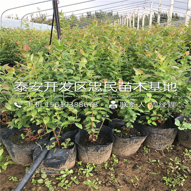珠寶藍(lán)莓苗出售批發(fā)、珠寶藍(lán)莓苗供應(yīng)商