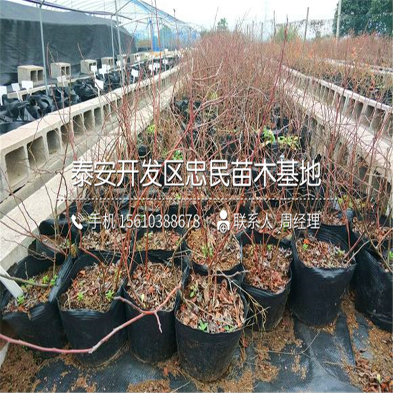 斯巴坦蓝莓苗种植技术、斯巴坦蓝莓苗多少钱一株