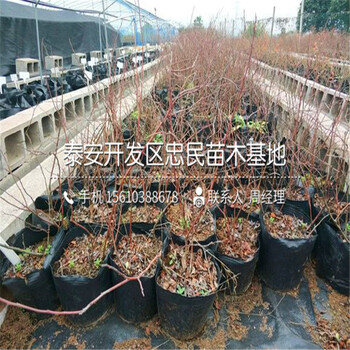 公爵蓝莓苗出售批发、公爵蓝莓苗出售价格是多少